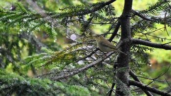 Japanese Leaf Warbler 北八ヶ岳 白駒の池 Sun, 6/11/2023