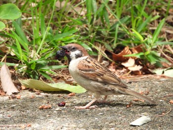 2023年5月28日(日) 都市緑化植物園(大阪府豊中市寺内)の野鳥観察記録