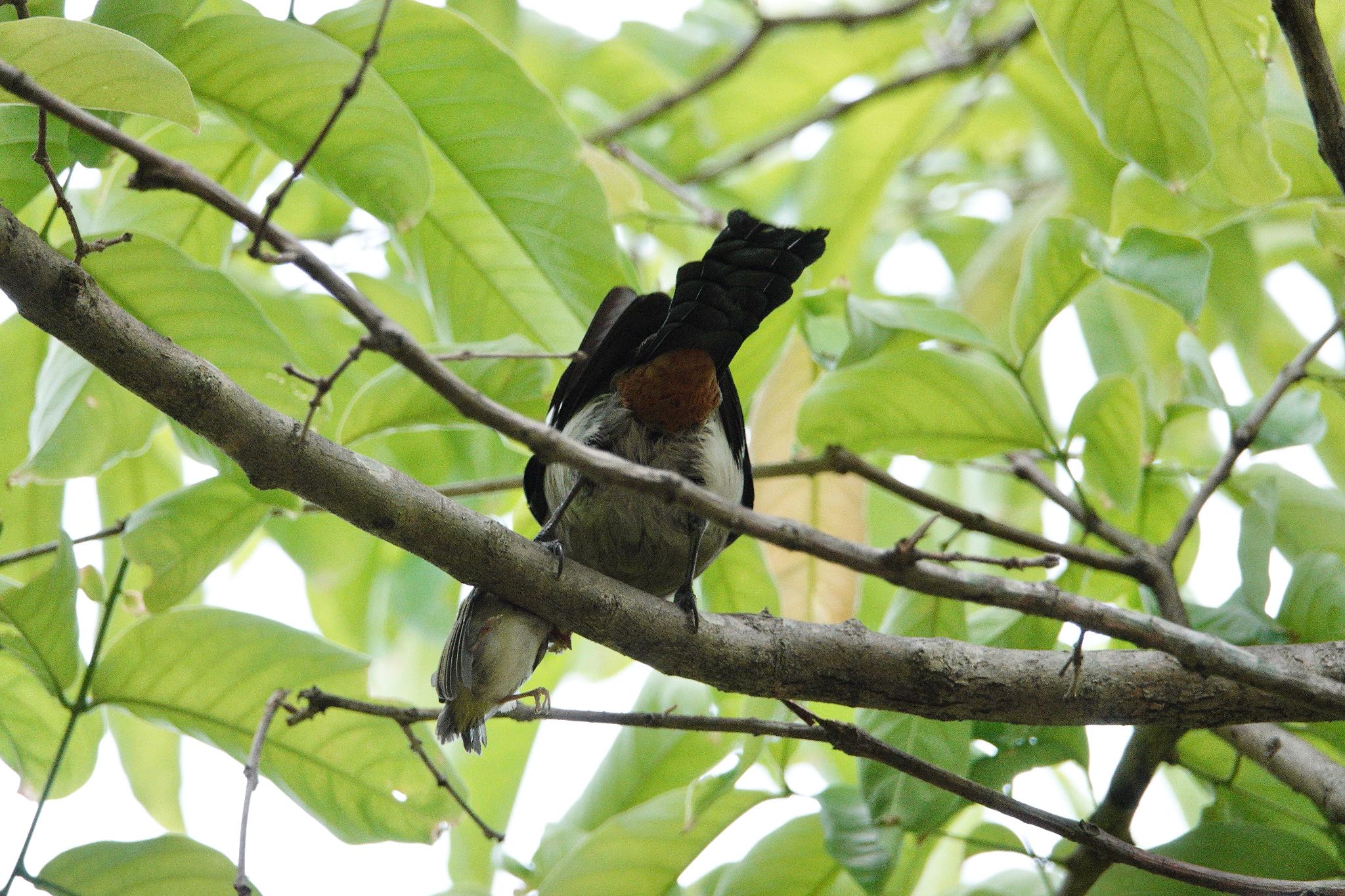 Grey Treepie