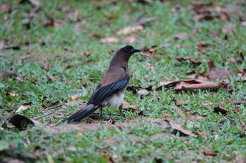 Grey Treepie 大安森林公園 Sun, 5/14/2023