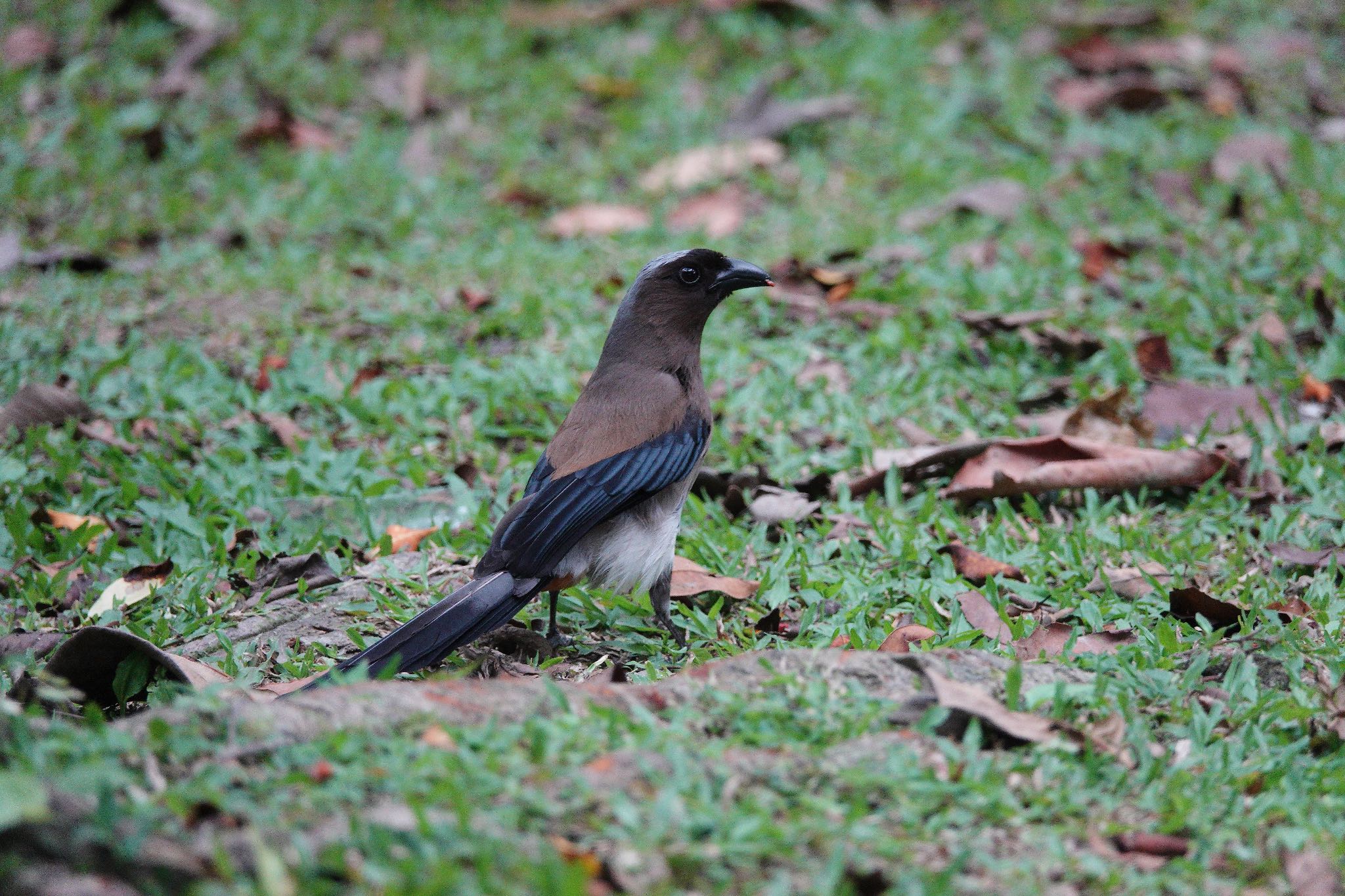 Grey Treepie