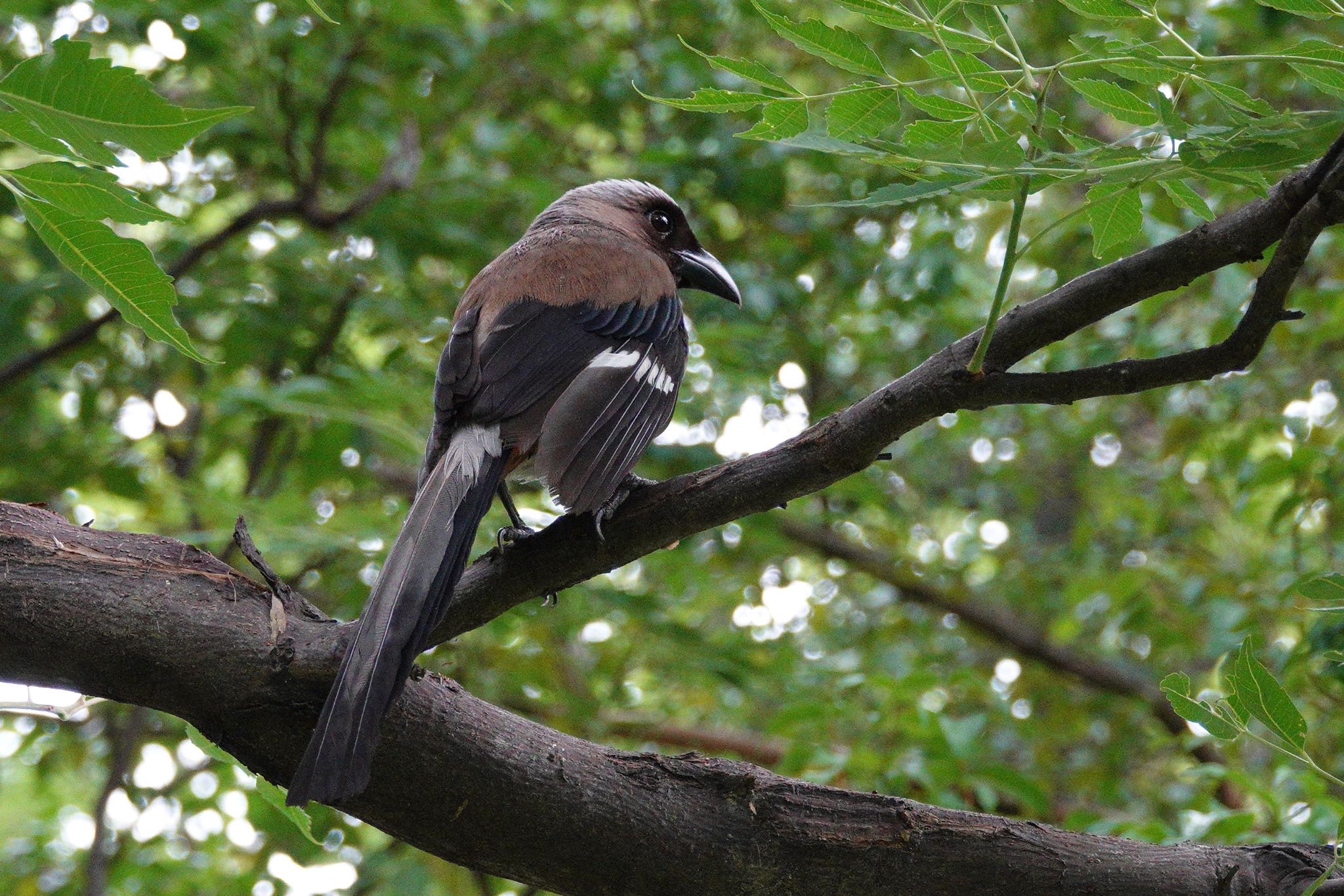 Photo of Grey Treepie at 二二八和平公園(台湾) by のどか