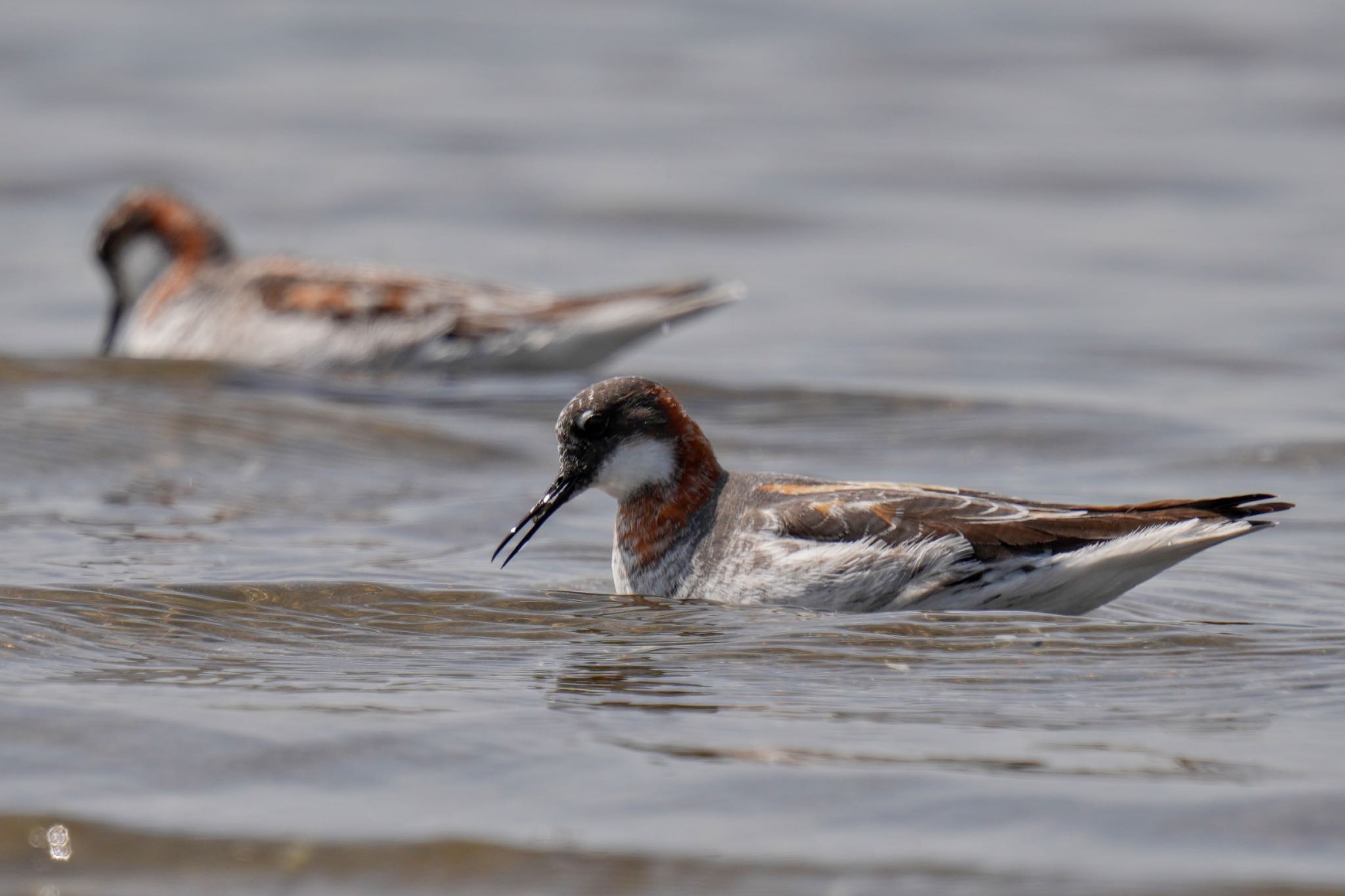 Photo of Red-necked Phalarope at Sambanze Tideland by アポちん