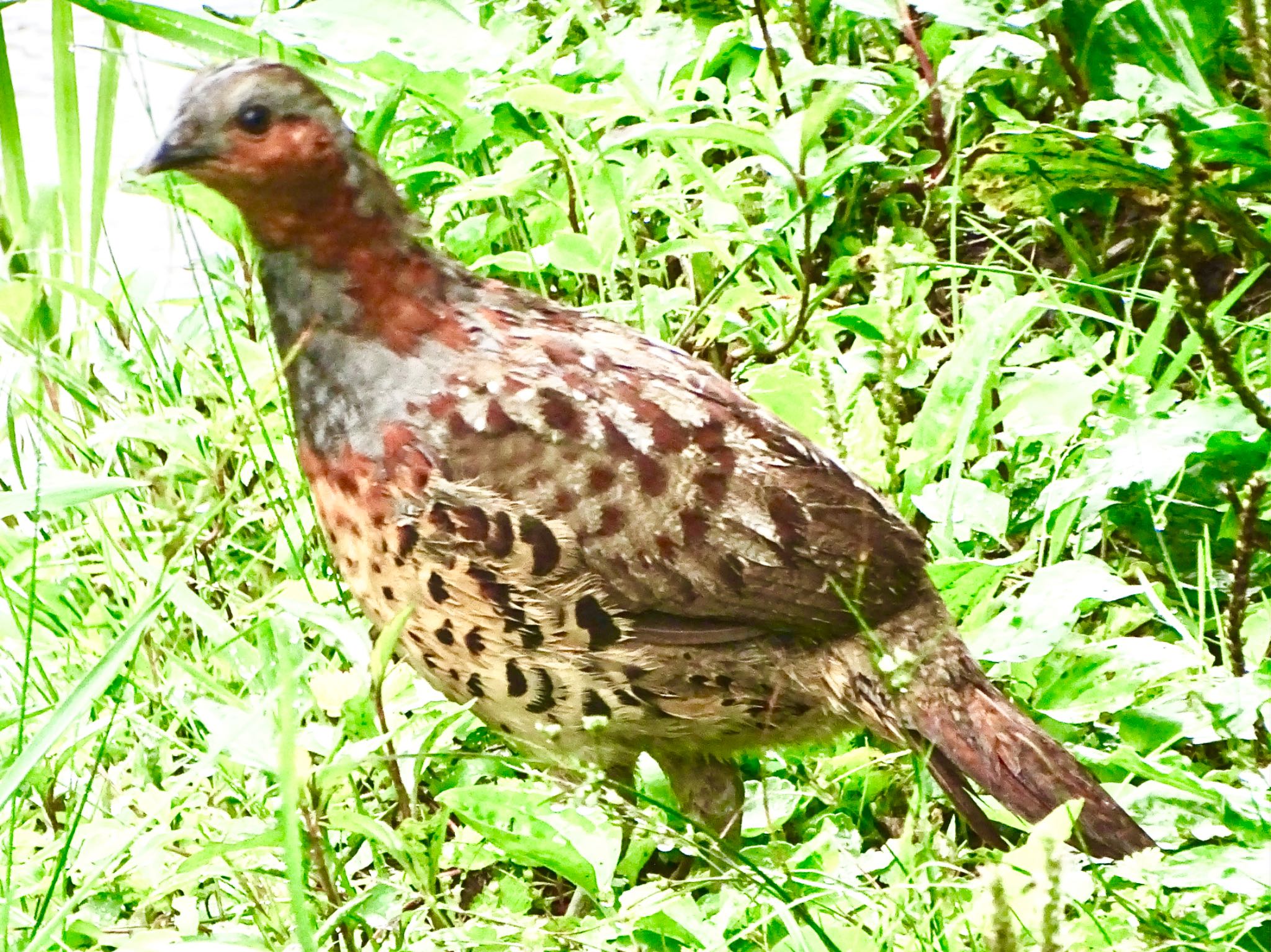 舞岡公園 コジュケイの写真