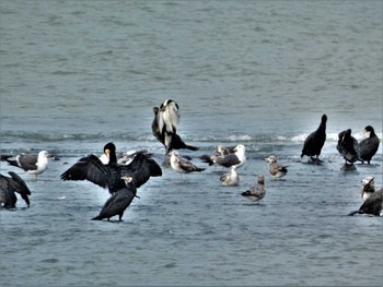 2023年6月10日(土) 酒匂川河口の野鳥観察記録