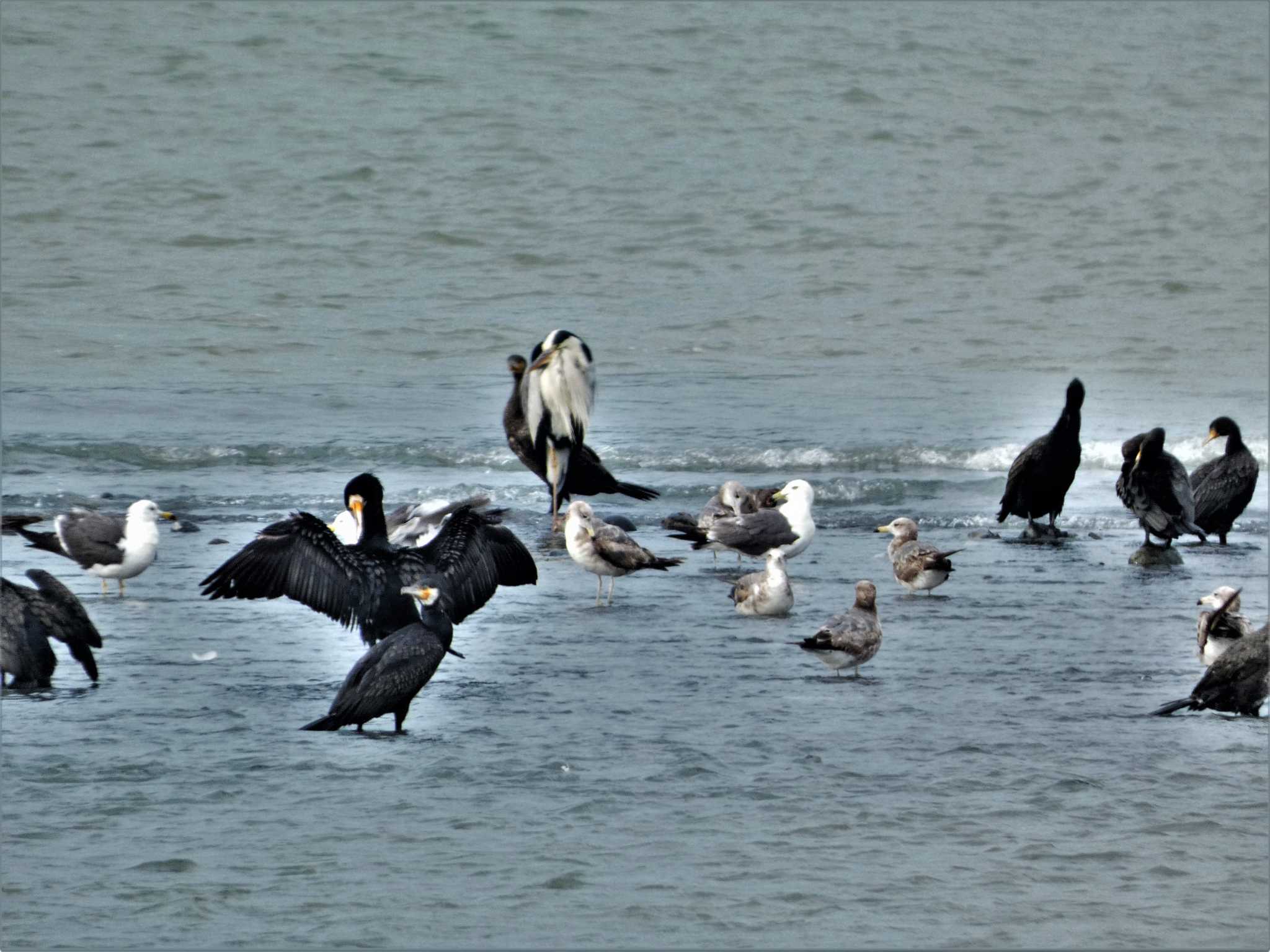 Photo of Black-tailed Gull at 酒匂川河口 by koshi