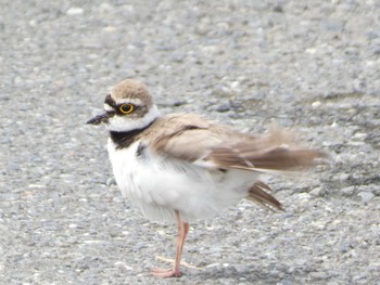 Little Ringed Plover 長井漁港 Sat, 6/10/2023