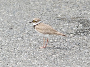 Little Ringed Plover 長井漁港 Sat, 6/10/2023