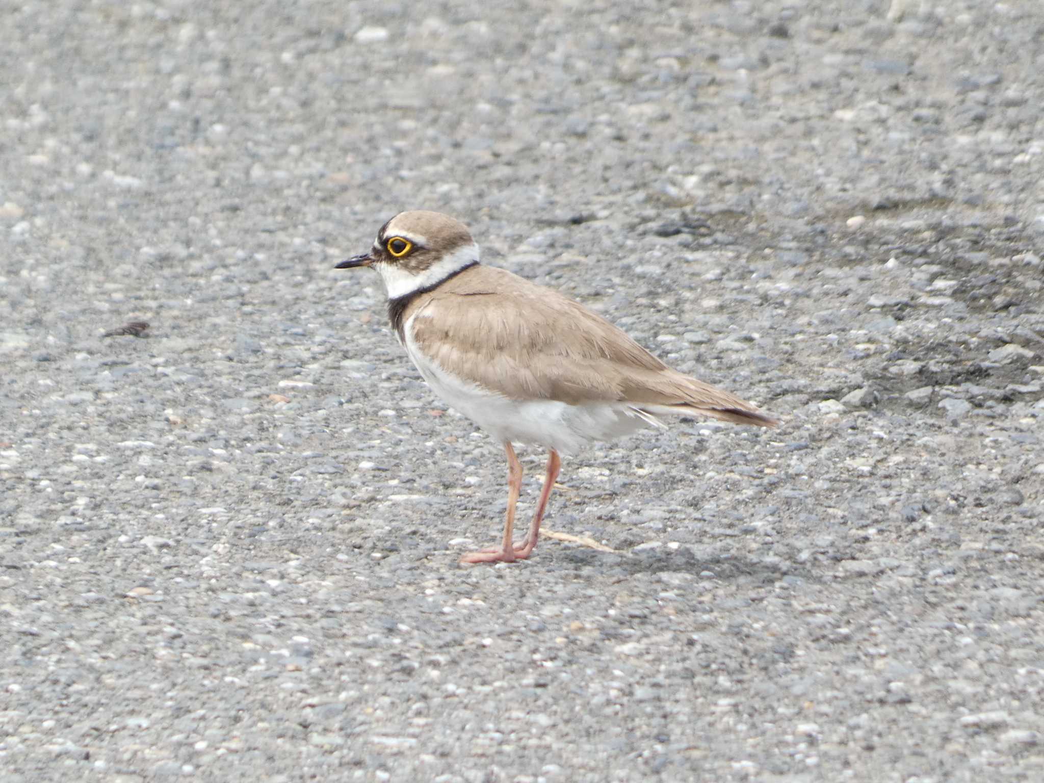 Photo of Little Ringed Plover at 長井漁港 by koshi