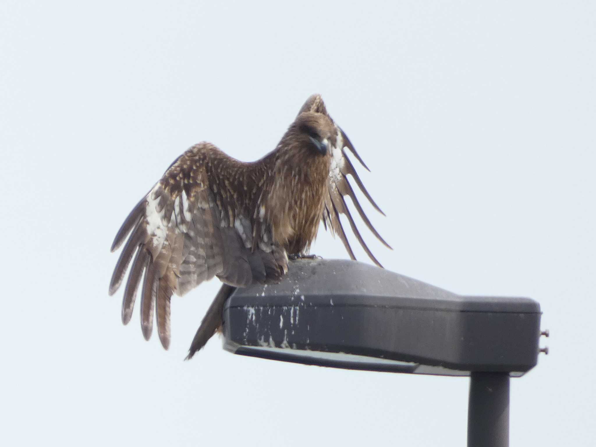 Photo of Black Kite at 長井漁港 by koshi