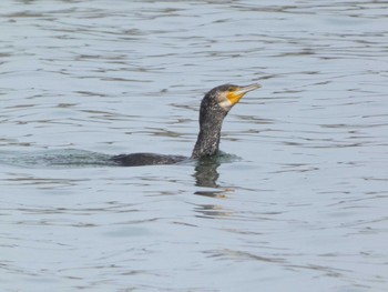 Great Cormorant 長井漁港 Sat, 6/10/2023