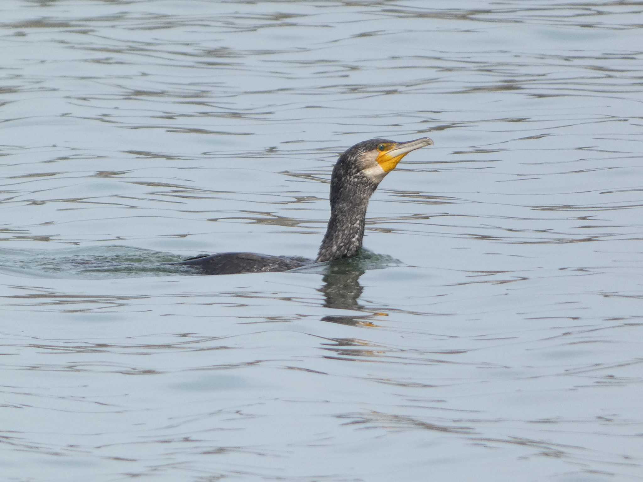 長井漁港 カワウの写真 by koshi