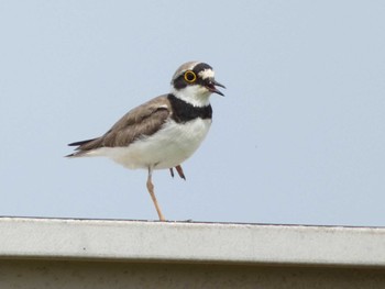 Little Ringed Plover 長井漁港 Sat, 6/10/2023