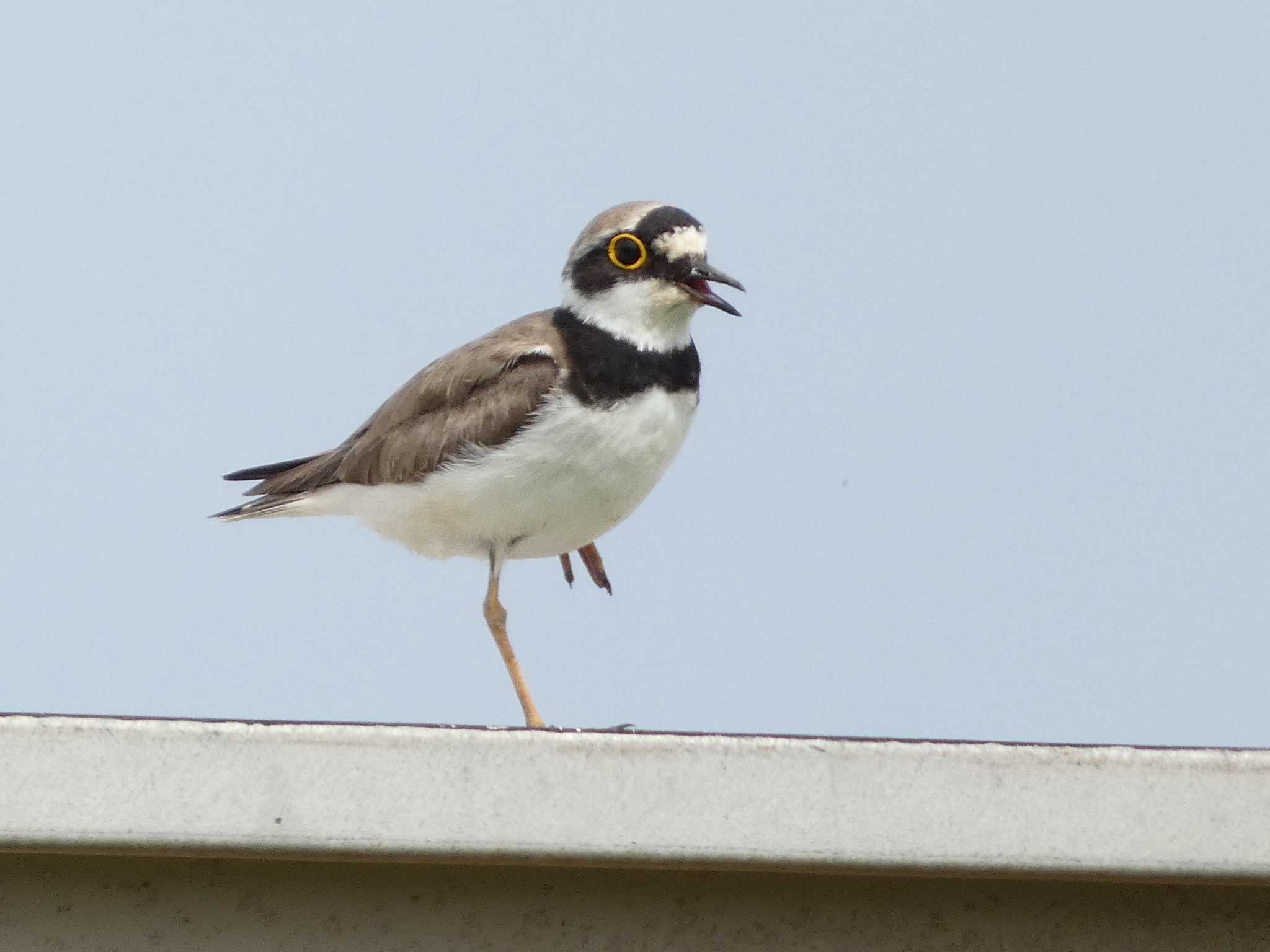 Photo of Little Ringed Plover at 長井漁港 by koshi