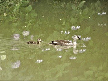 2023年6月10日(土) 菖蒲園の野鳥観察記録