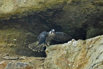 ハヤブサ 青葉山公園 2023年6月11日(日)