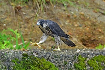 ハヤブサ 青葉山公園 2023年6月11日(日)