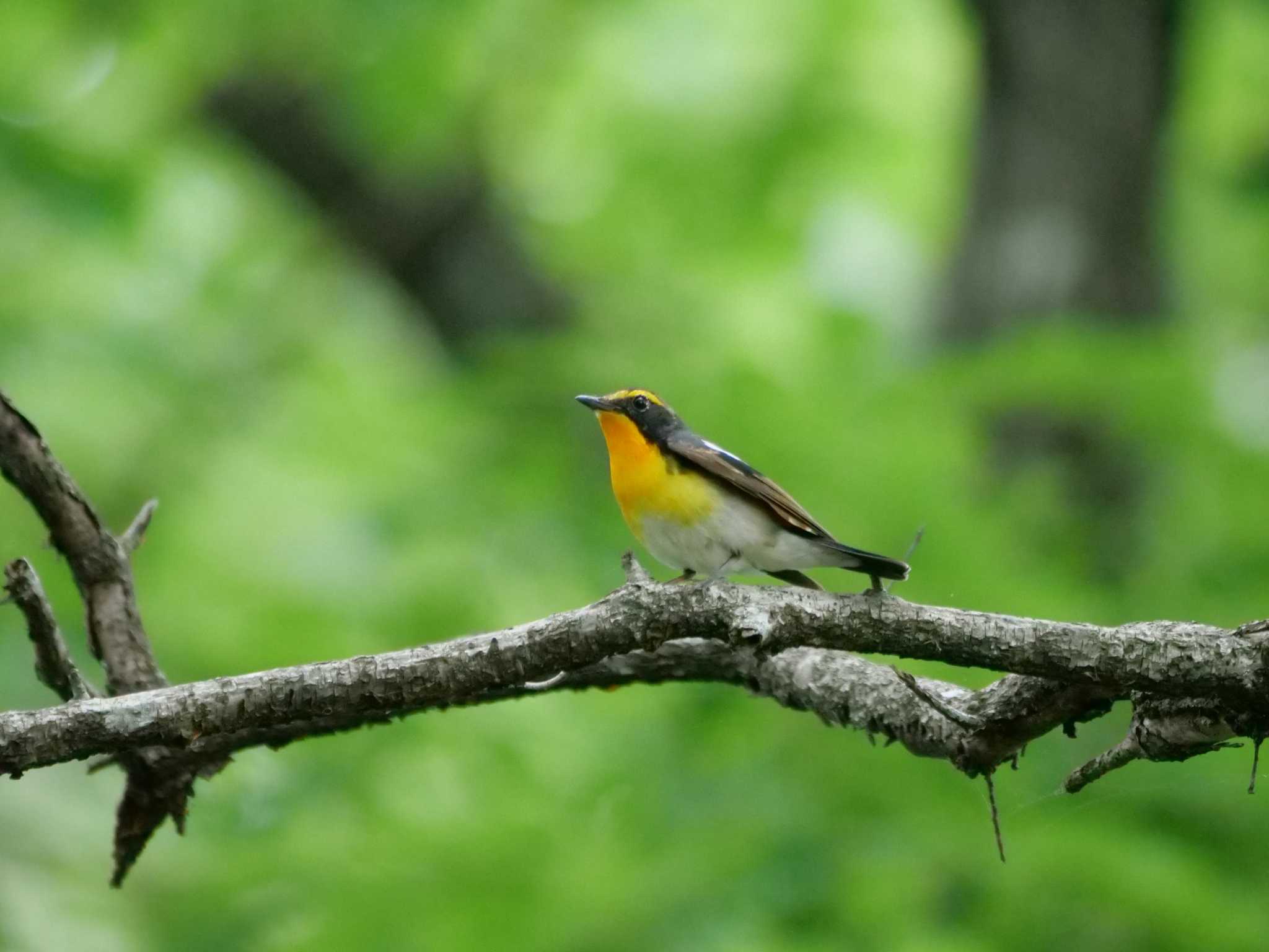 秩父 キビタキの写真 by little birds