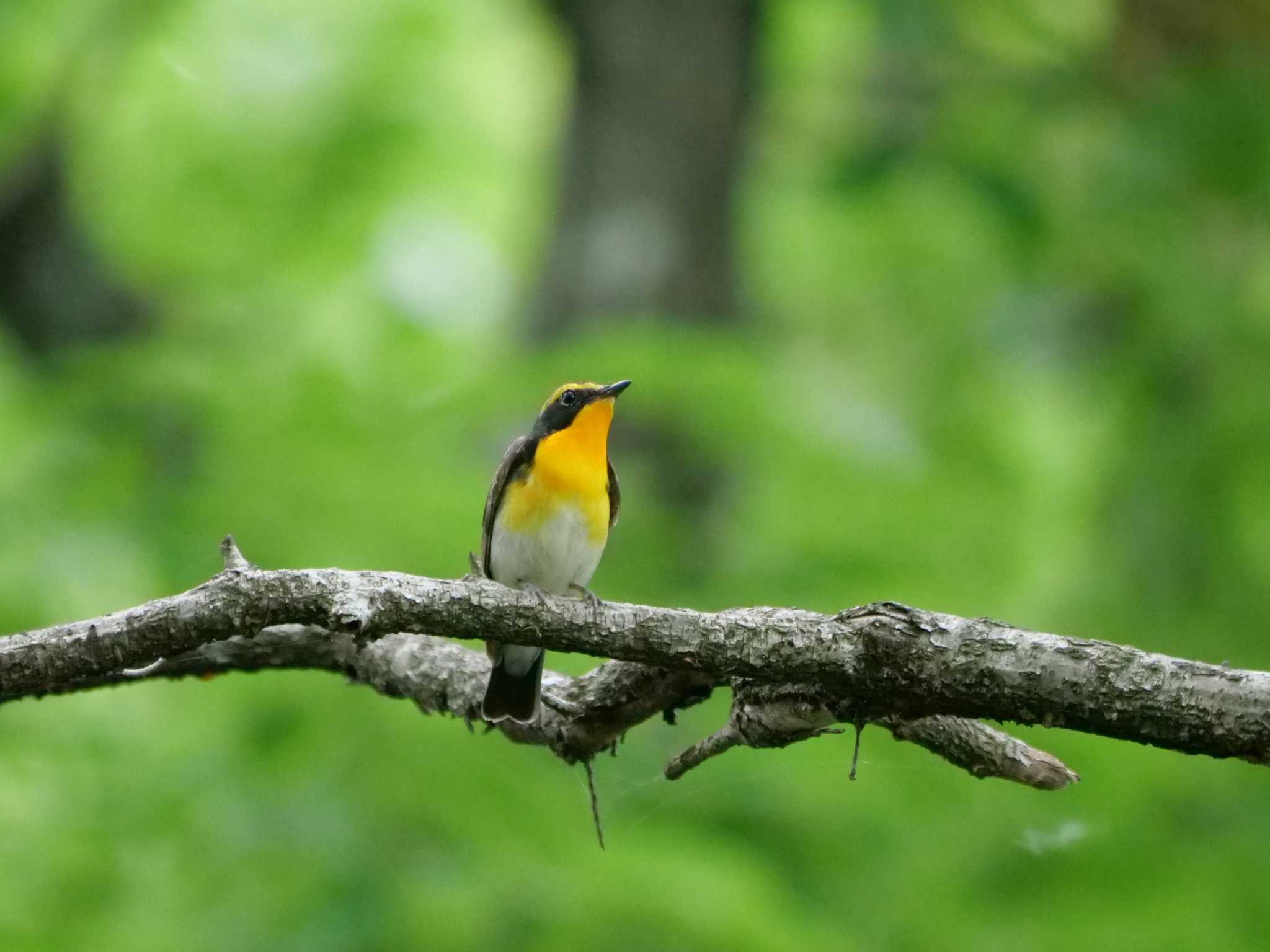 秩父 キビタキの写真 by little birds