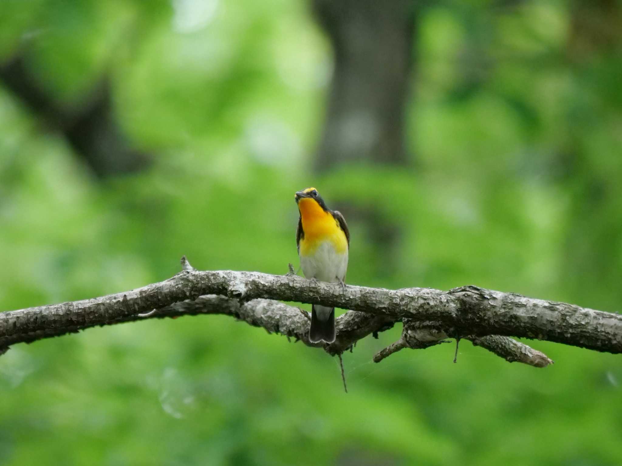 キビタキ3態。　僕の陣地に誰だ・・。