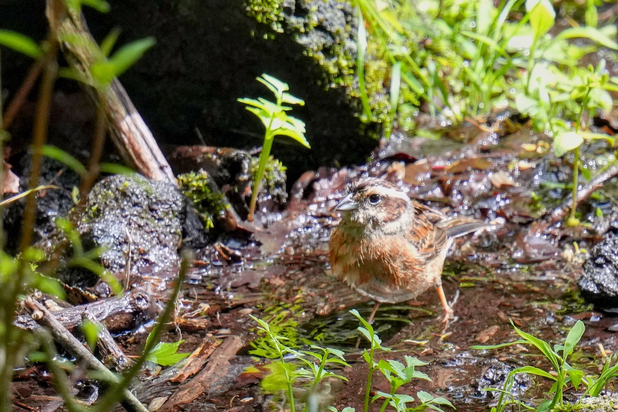 西湖野鳥の森公園 ホオジロの写真