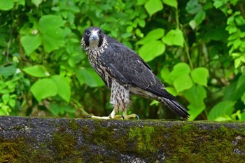 ハヤブサ 青葉山公園 2023年6月11日(日)