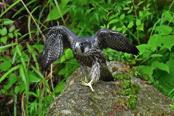 ハヤブサ 青葉山公園 2023年6月11日(日)