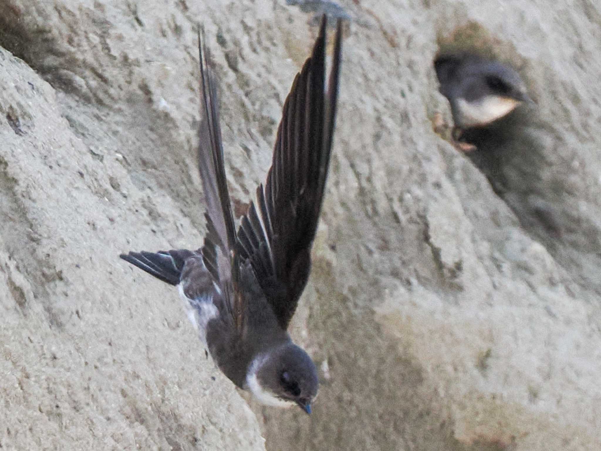 Sand Martin