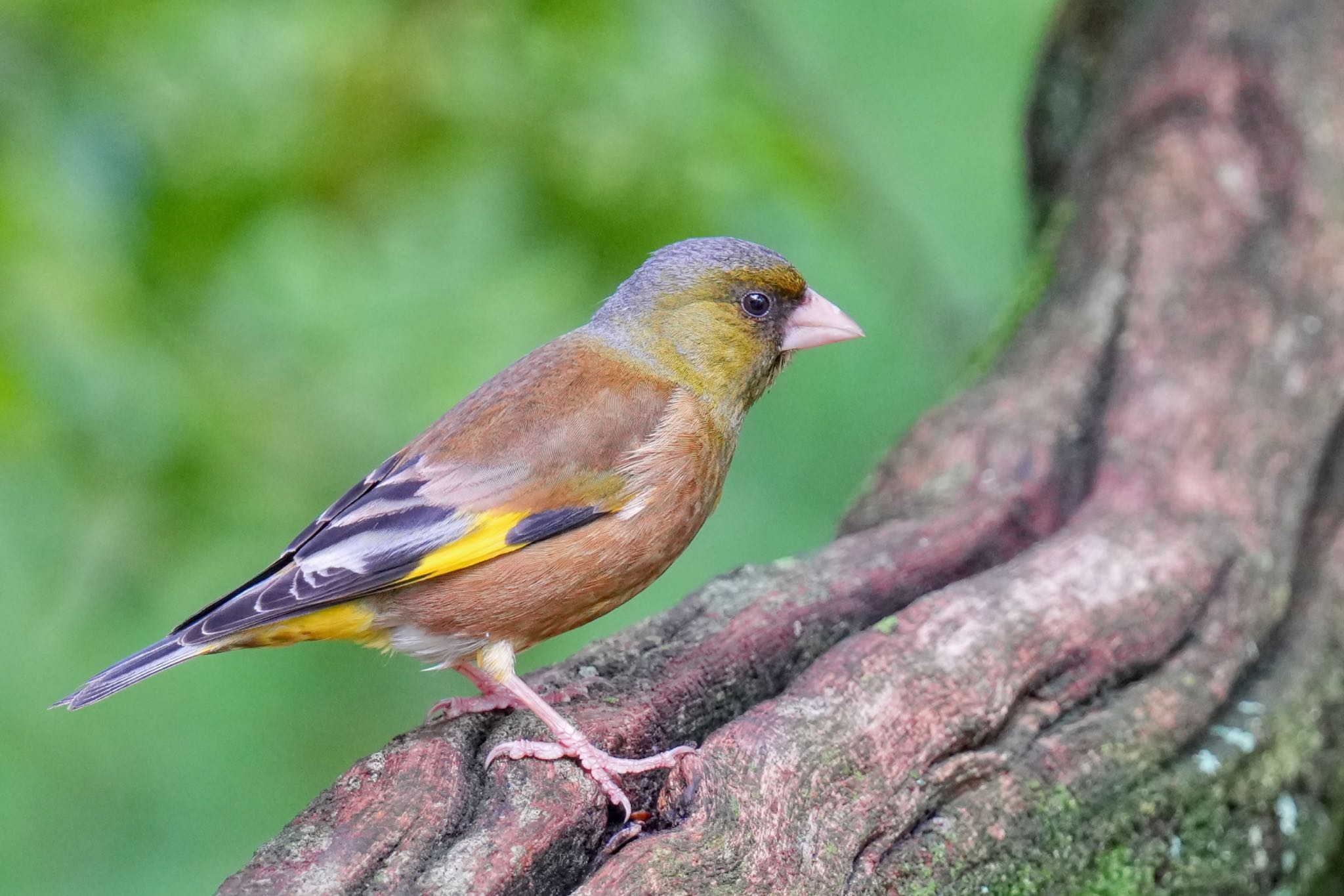 西湖野鳥の森公園 カワラヒワの写真 by アポちん