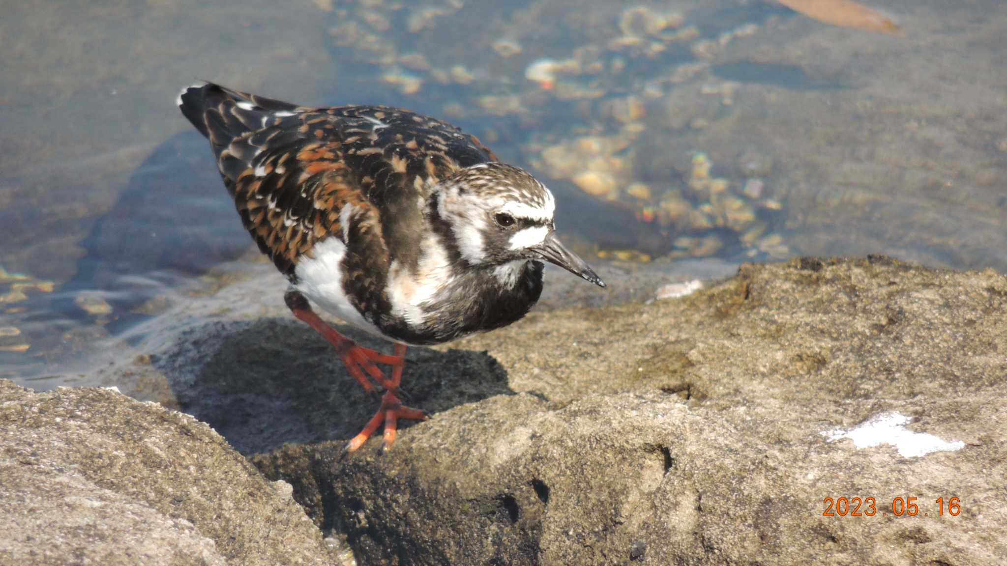  キョウジョシギの写真