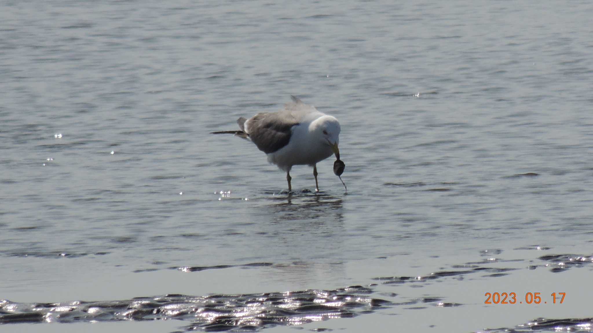 葛西臨海公園 ウミネコの写真