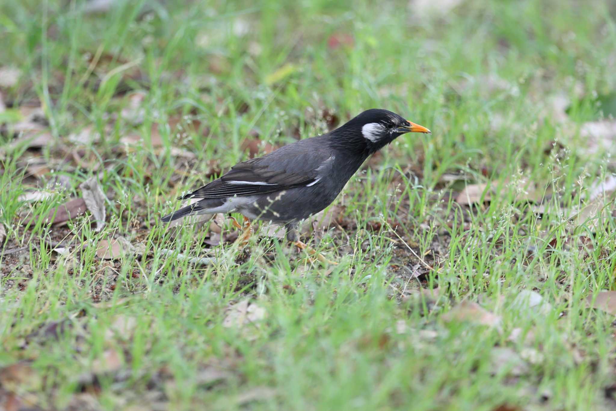 明石公園のムクドリ