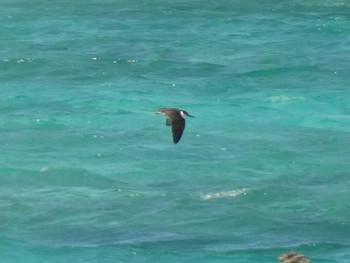 Bridled Tern Yoron Island Thu, 7/19/2018