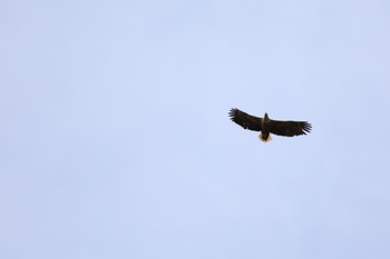 White-tailed Eagle 東屯田遊水地 Sun, 6/11/2023