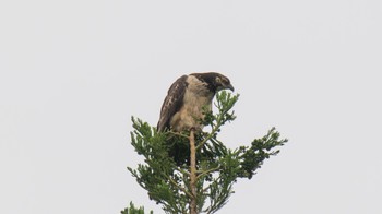 Crested Honey Buzzard Unknown Spots Thu, 6/8/2023