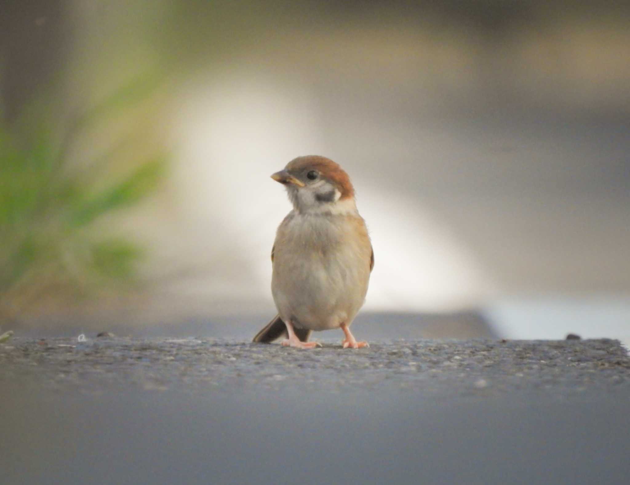  スズメの写真 by NM🐥📷