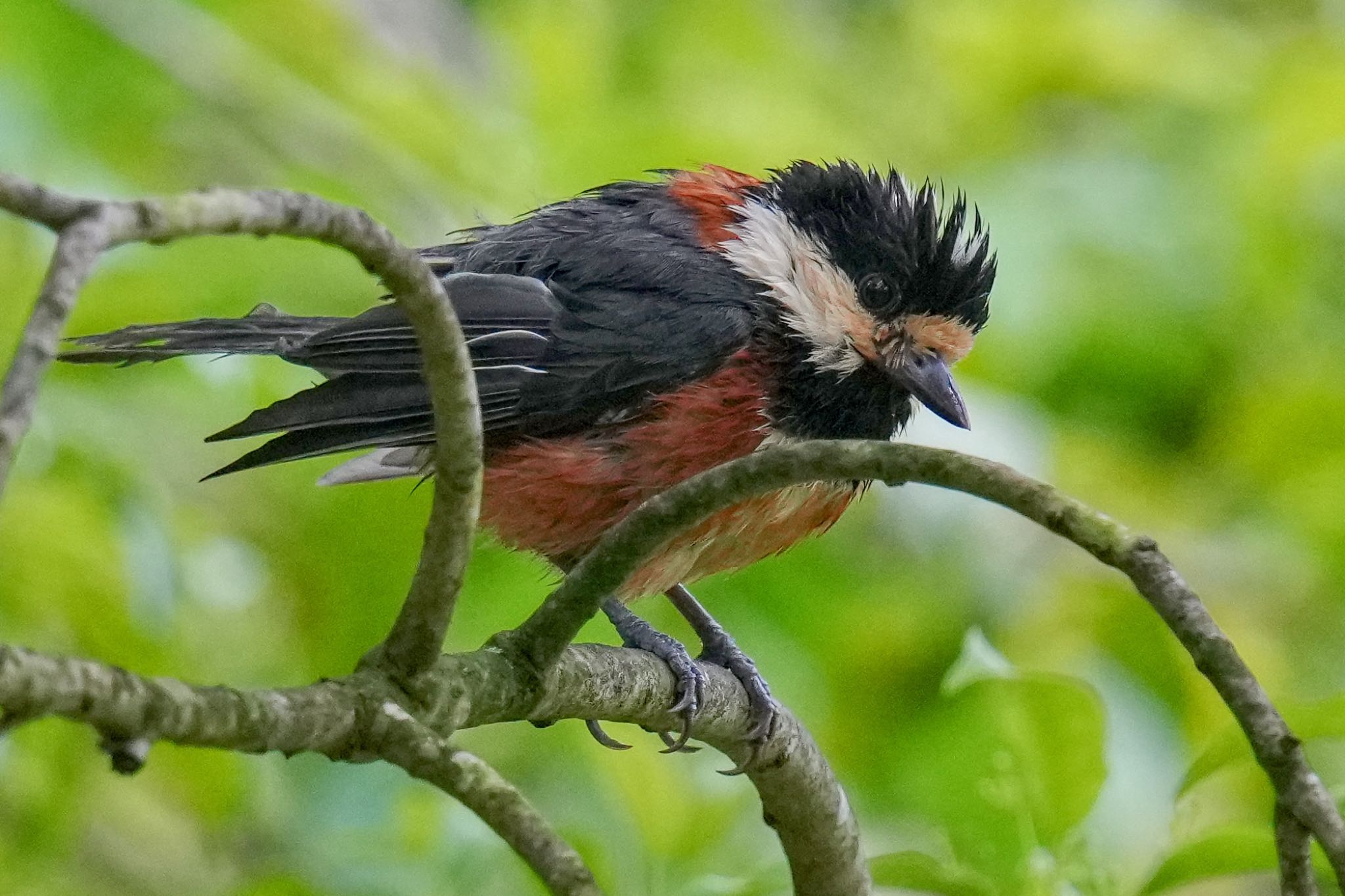 Photo of Varied Tit at 西湖野鳥の森公園 by アポちん