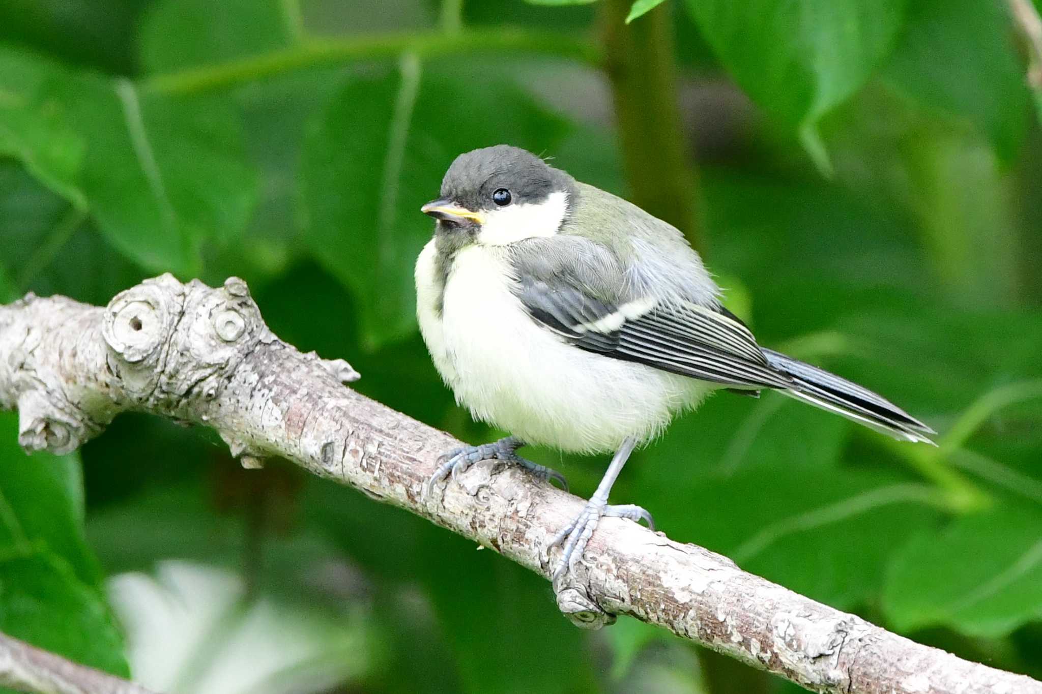 シジュウカラの幼鳥！