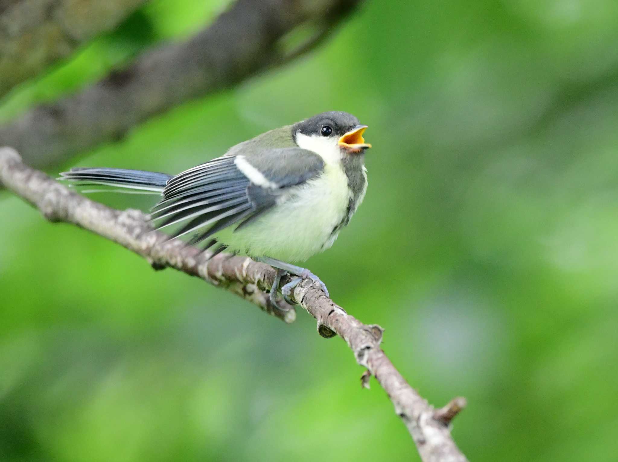 幼鳥！です！