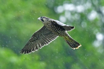 ハヤブサ 青葉山公園 2023年6月11日(日)