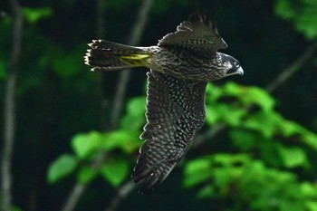 ハヤブサ 青葉山公園 2023年6月11日(日)