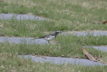 White Wagtail Ba Be National Park Thu, 5/4/2023