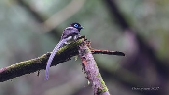 Black Paradise Flycatcher 埼玉 Sat, 6/10/2023