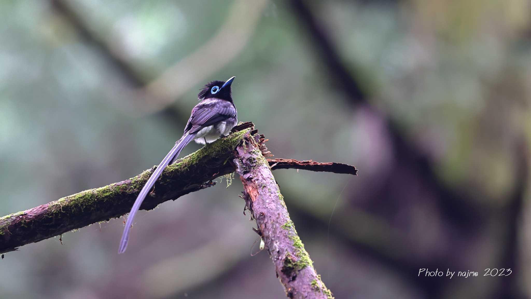 Photo of Black Paradise Flycatcher at 埼玉 by 中嶋辰