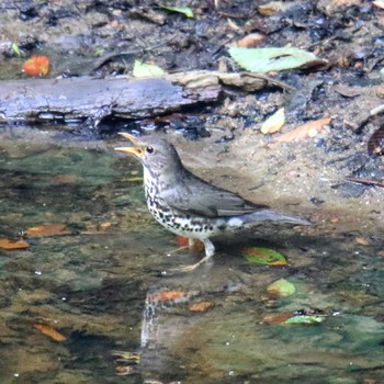 クロツグミ 群馬県 2018年7月21日(土)