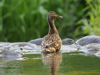 2023年6月12日(月) 福井緑地(札幌市西区)の野鳥観察記録