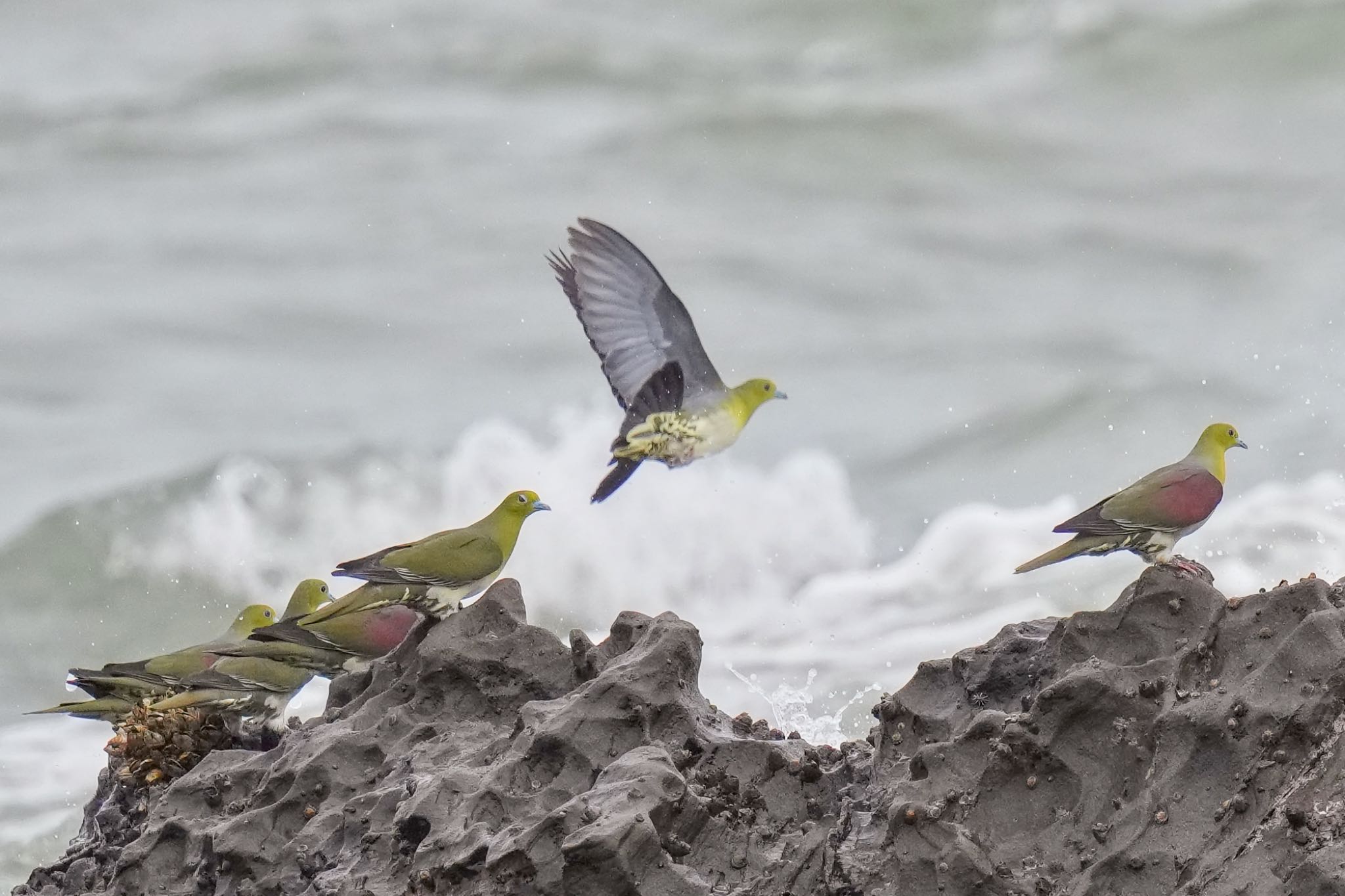 White-bellied Green Pigeon