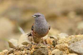 Alpine Accentor Unknown Spots Sat, 6/10/2023