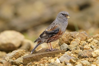 Alpine Accentor Unknown Spots Sat, 6/10/2023