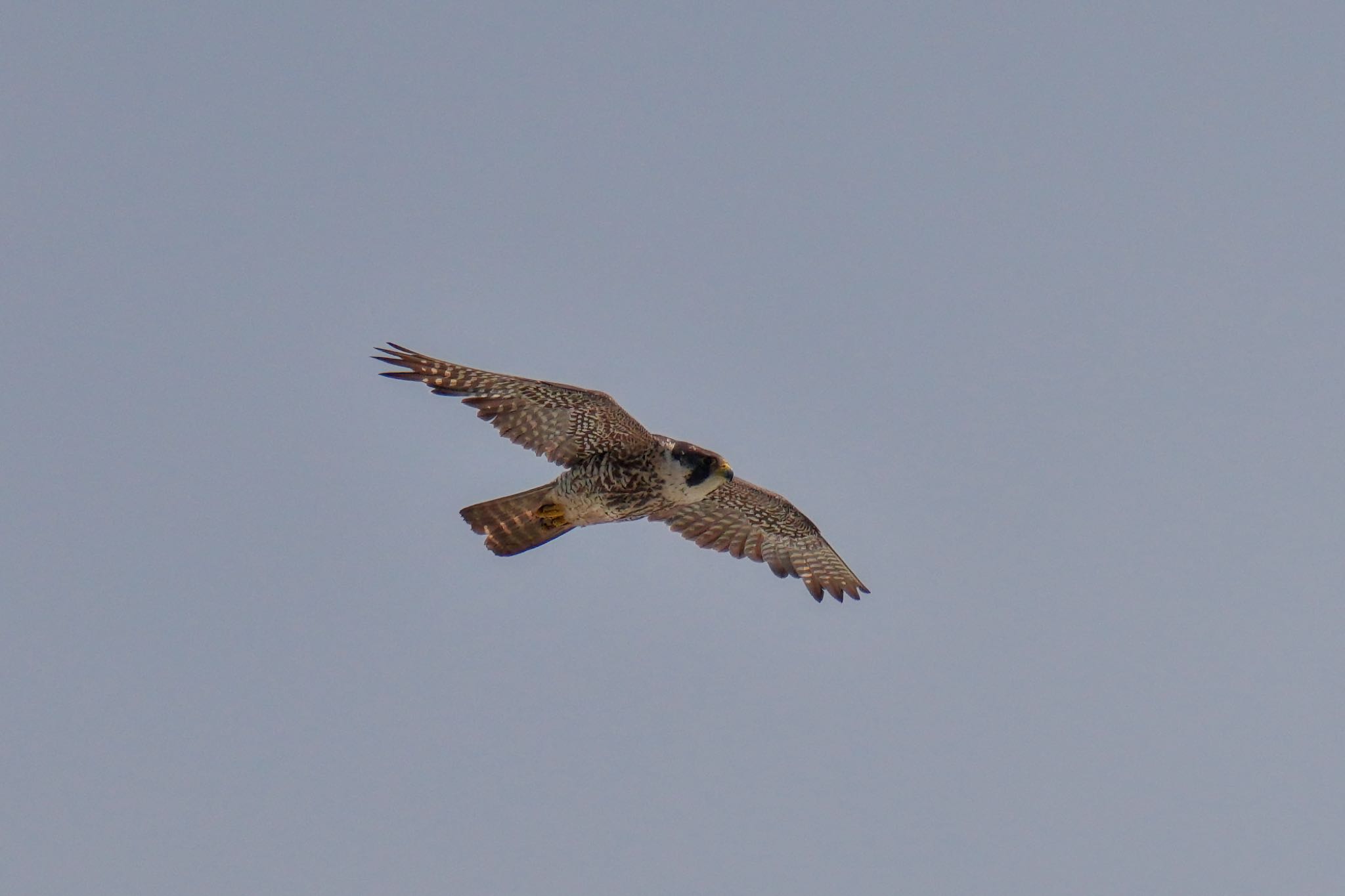 Photo of Peregrine Falcon at Sambanze Tideland by アポちん